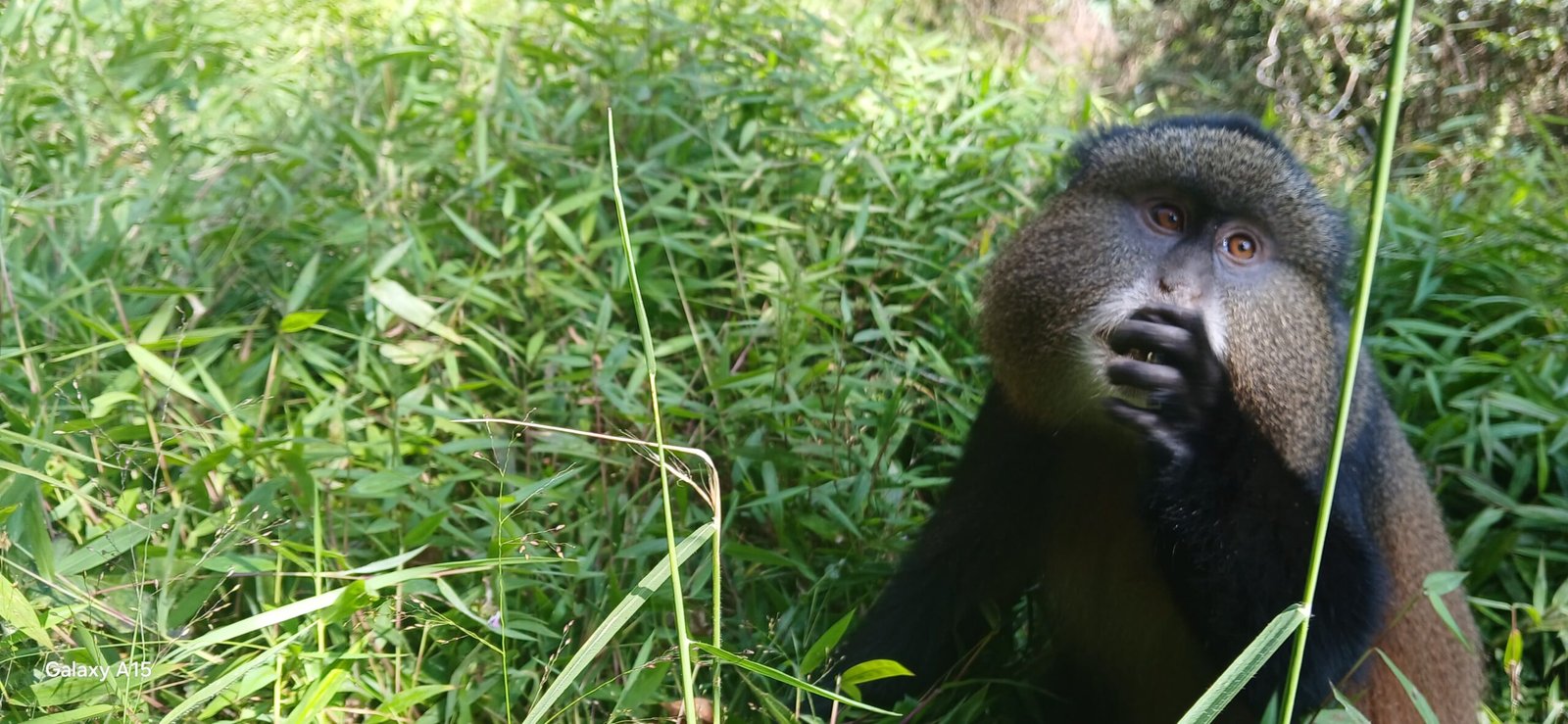 Golden monkey in forest vegetation