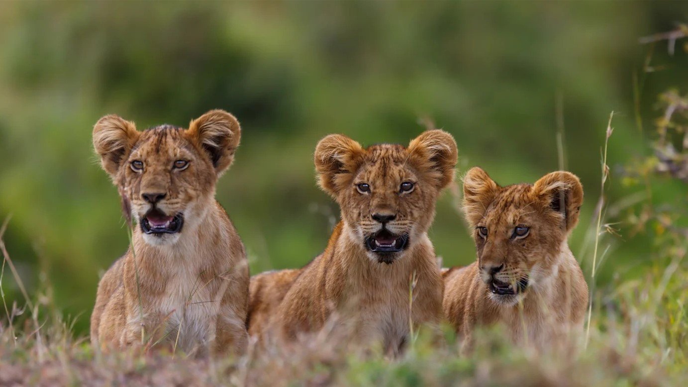 Custom Family Tanzania Gorilla Safaris1 | Orugano Safaris Uganda