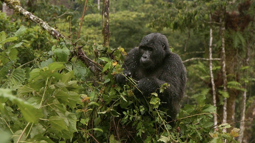 Gorilla Safaris654 | Orugano Safaris Uganda