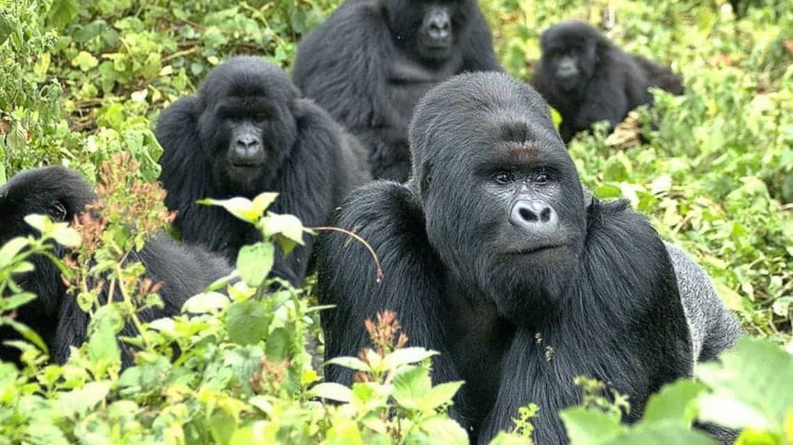 Gorilla trekking in Bwindi on the 11 day Uganda Rwanda safari cross-border loop