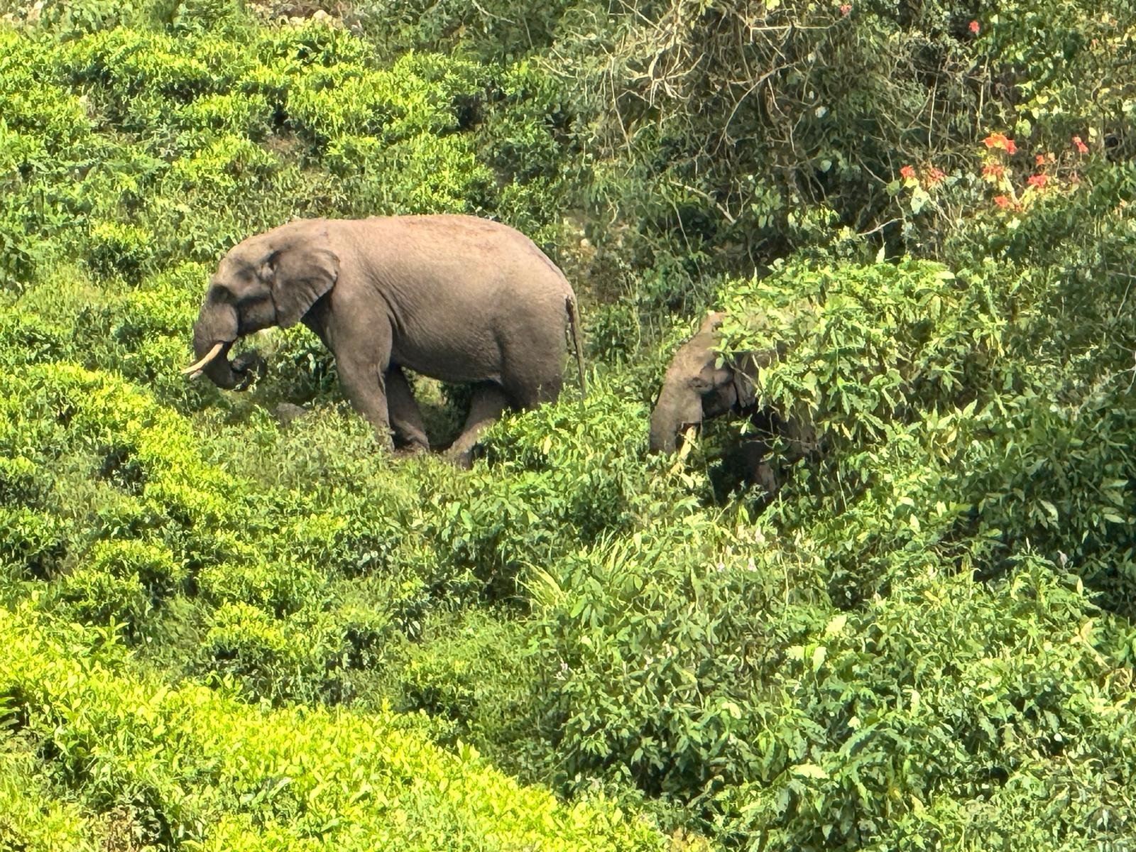 Home | Orugano Safaris Uganda
