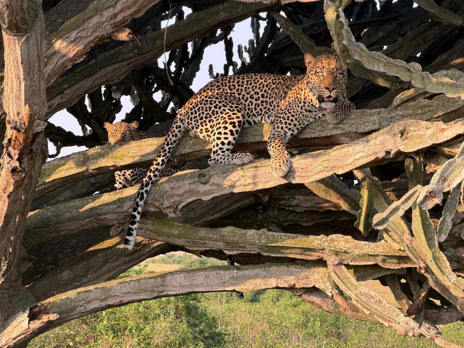 A leopard resting in a tree