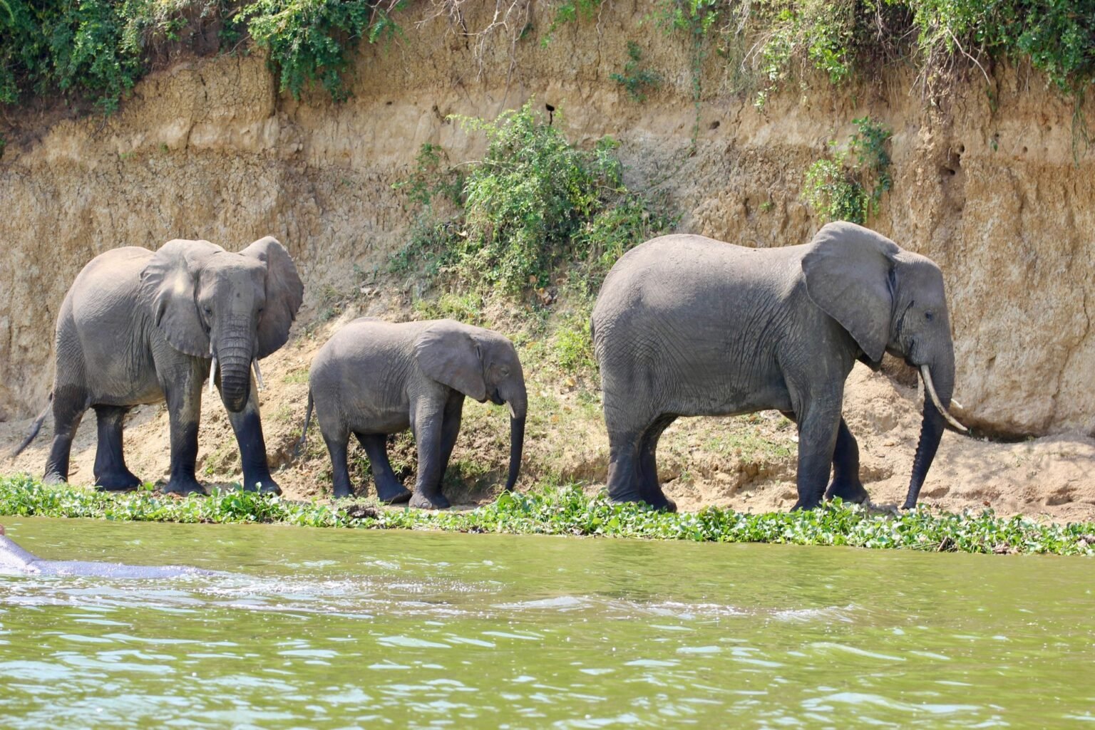 Elephants at the water's edge
