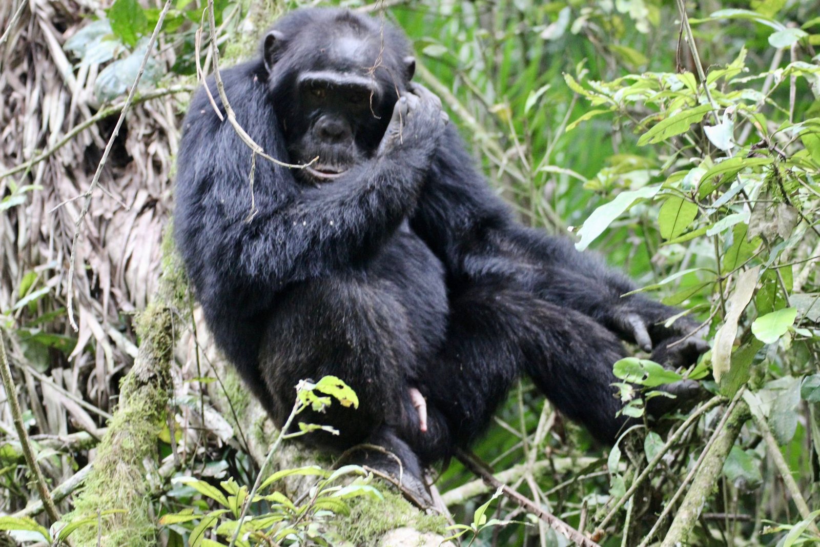 Chimpanzee in forest vegetation