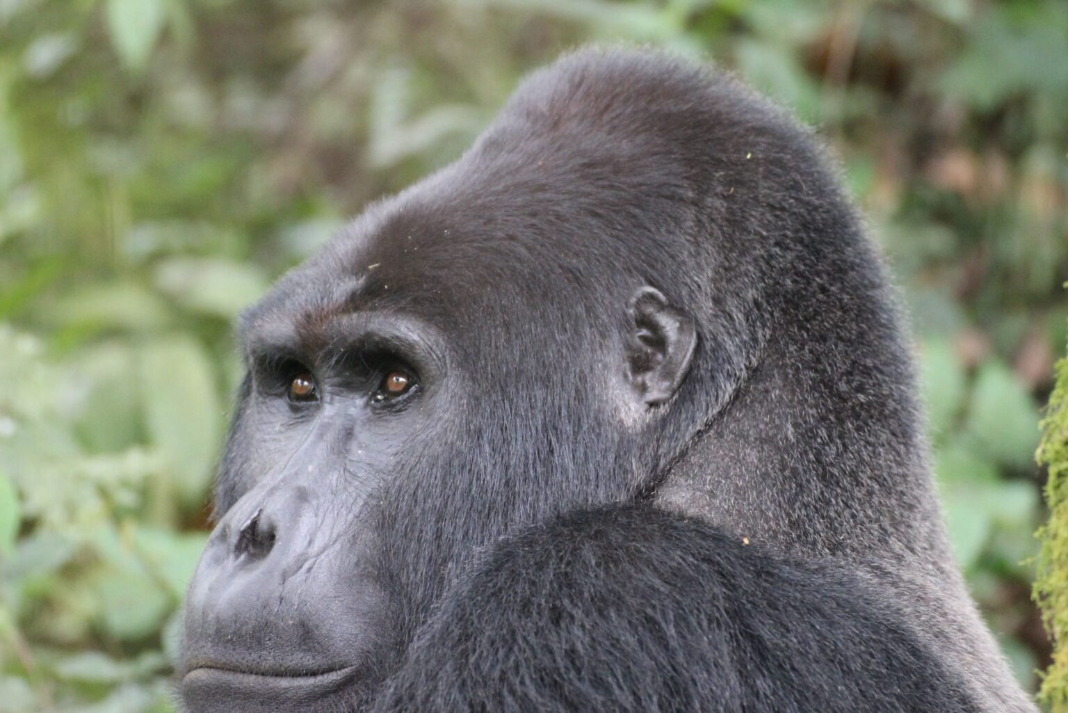 Close-up of a mountain gorilla in the forest
