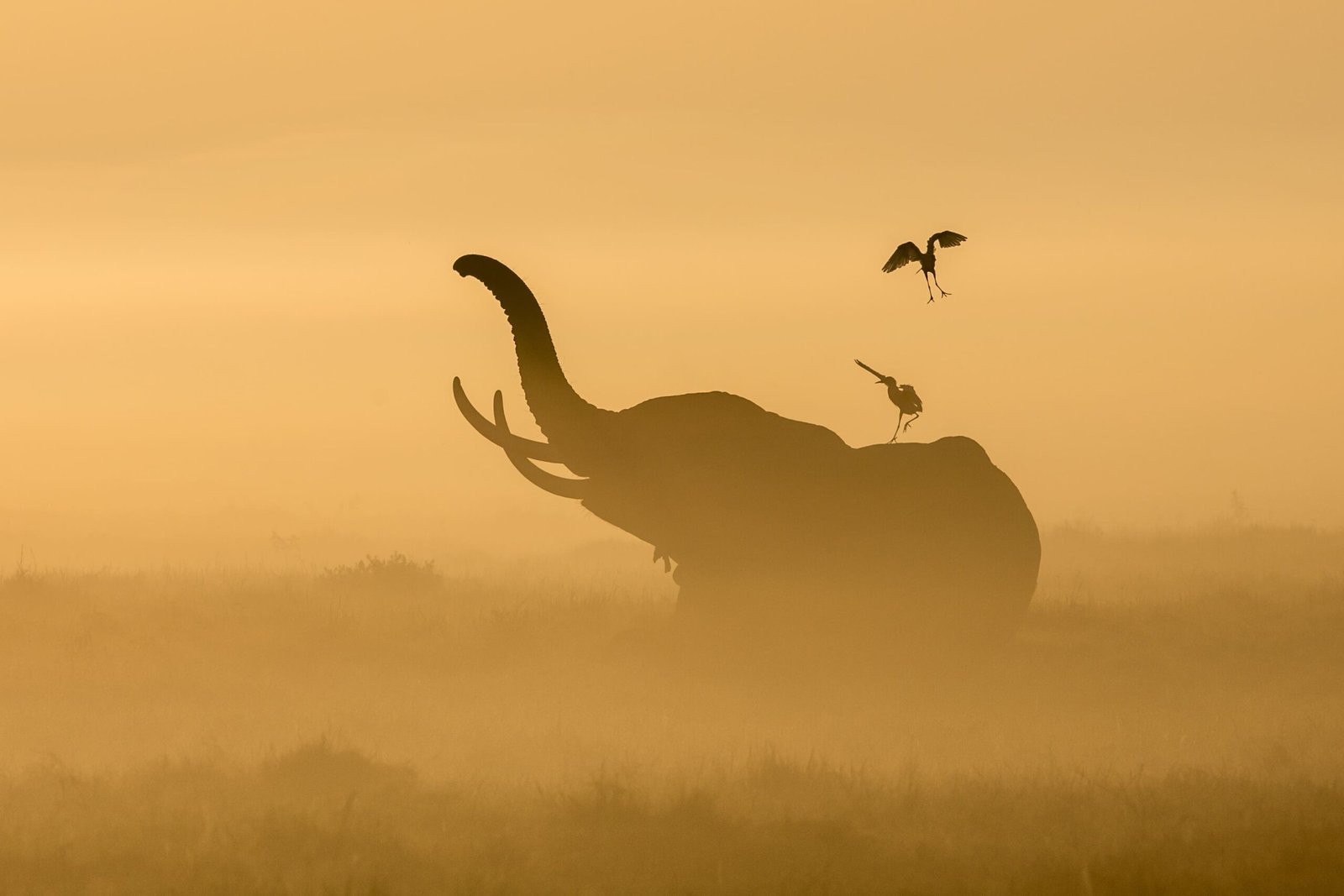 Elephant on an authentic Uganda wildlife safari