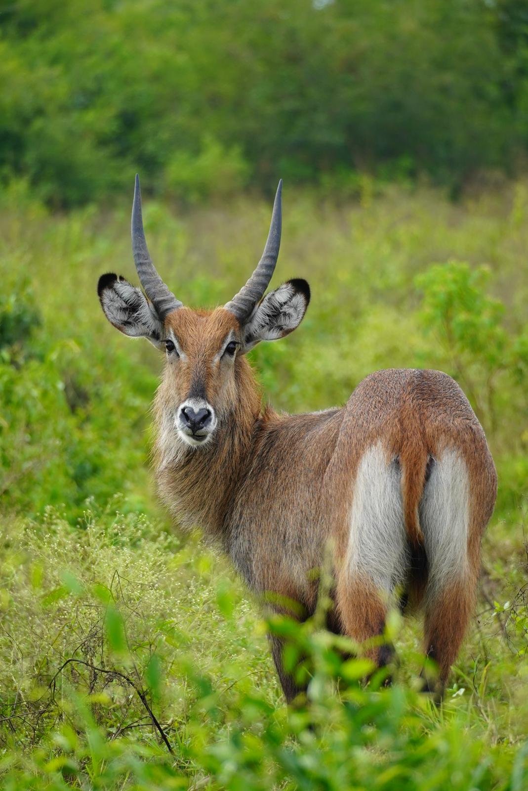Wildlife safari photo Uganda - Orugano Safaris