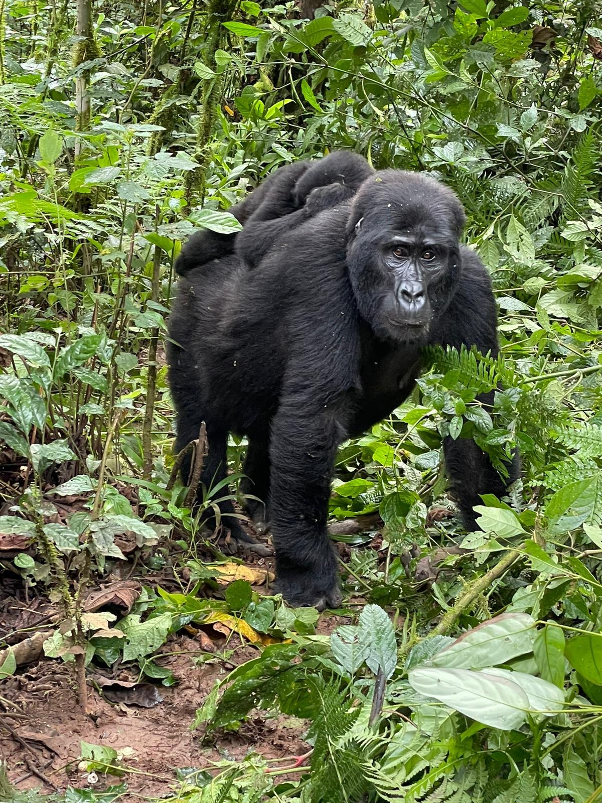 Silverback mountain gorilla in Bwindi forest during Uganda gorilla trekking