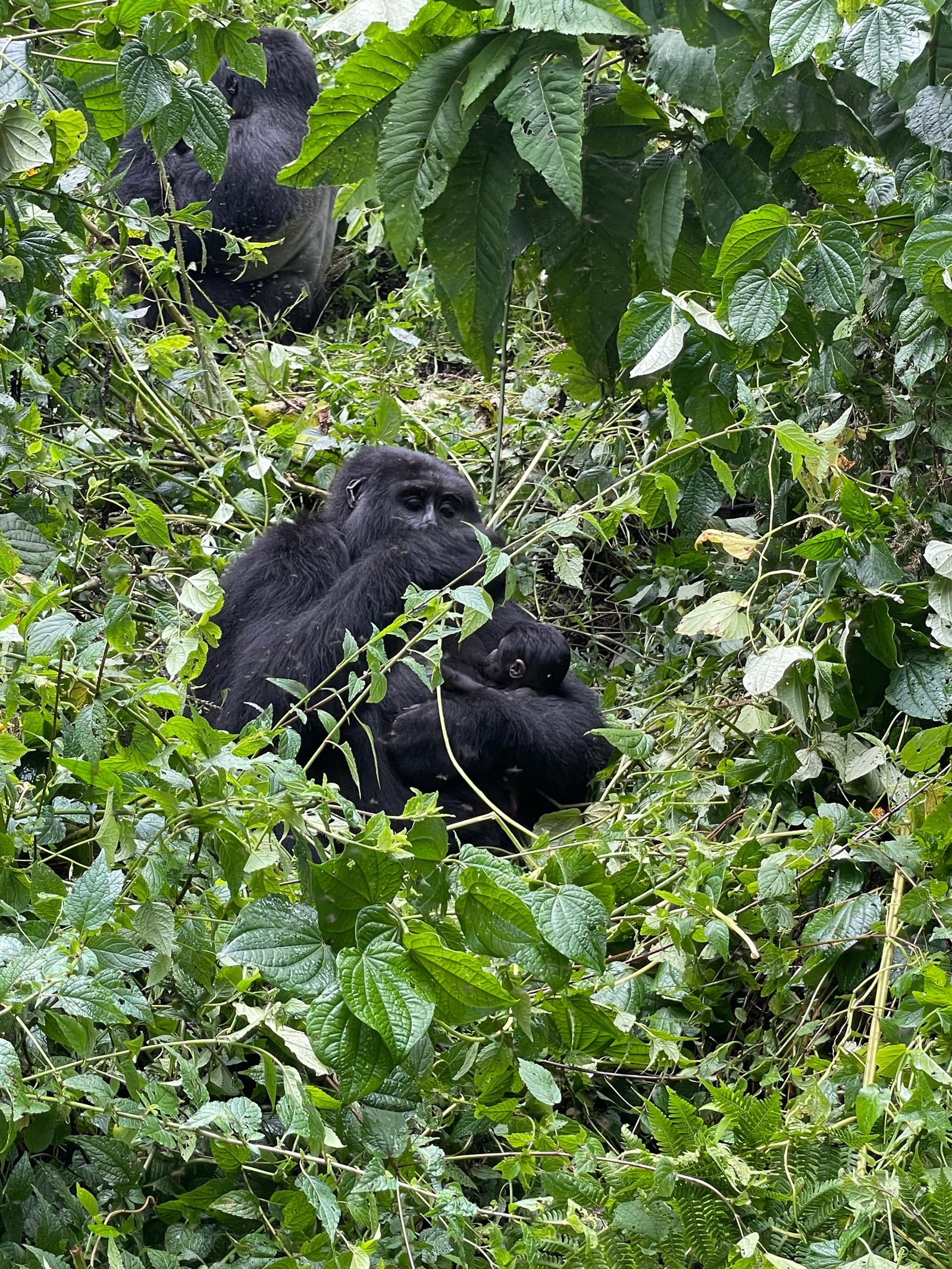Gorillas in volcanoes national park