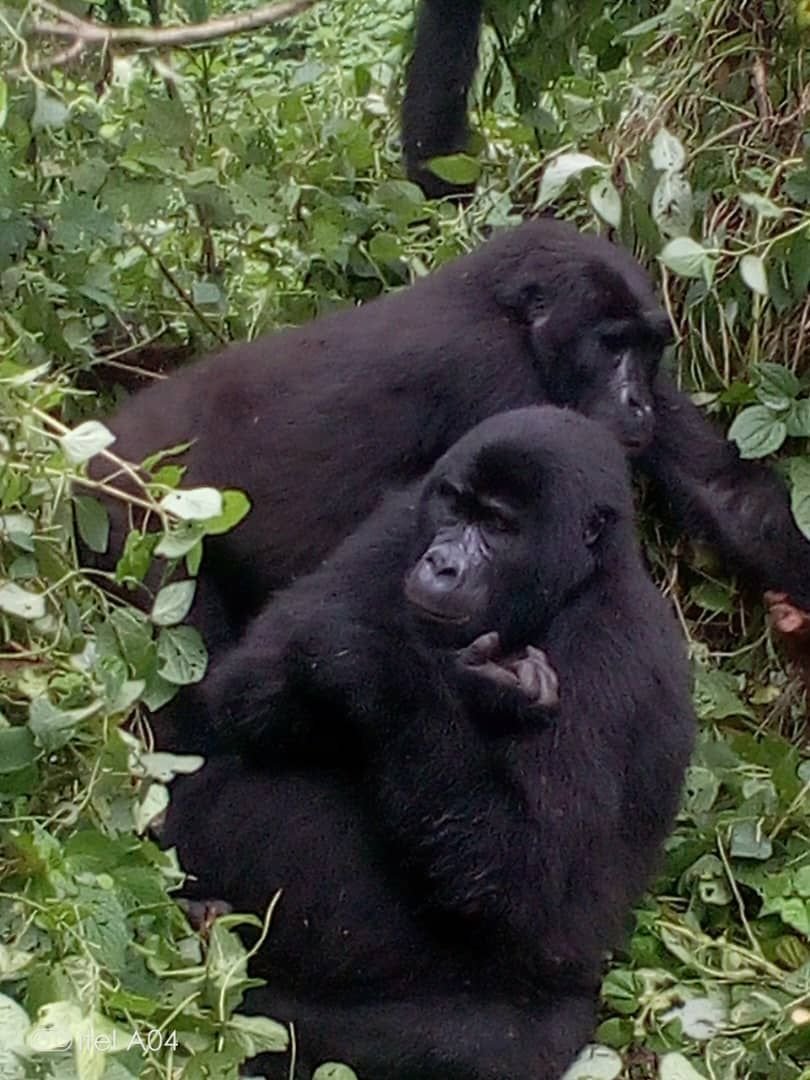 Pregnat Gorilla in Bwindi forest