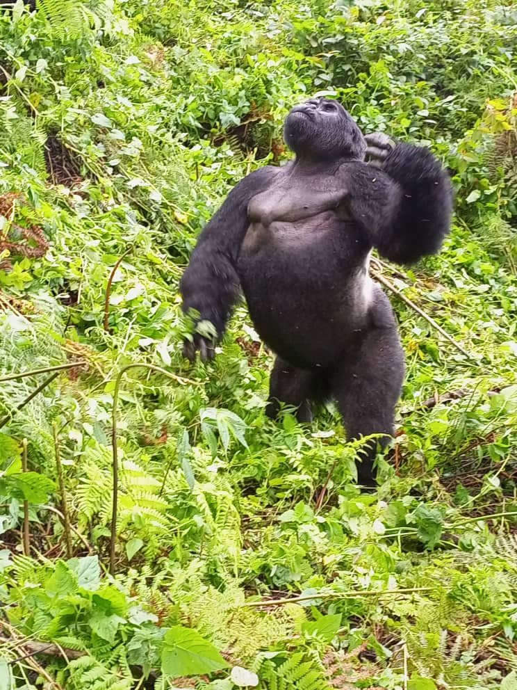 Silverback in jungle during gorilla habituation, Bwindi Uganda