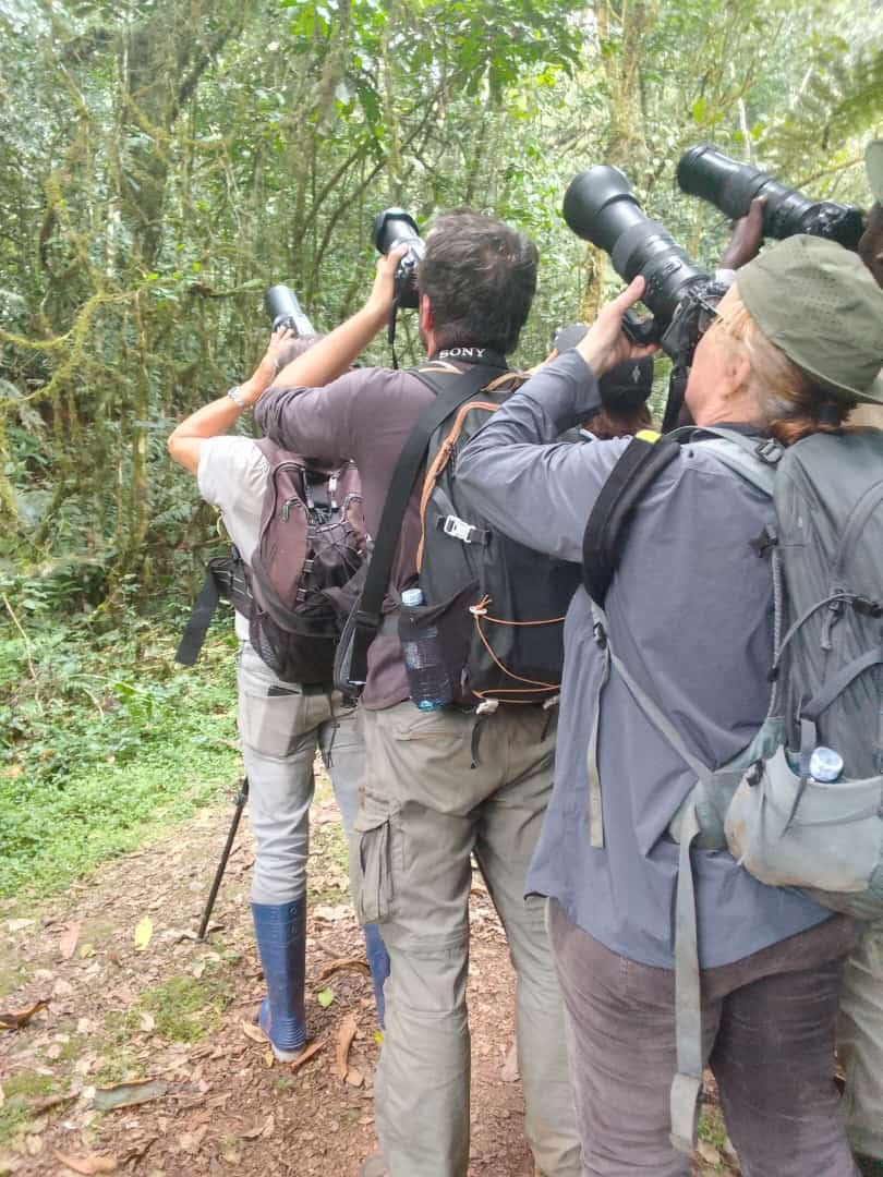 Orugano guest during a genuine gorilla trekking experience