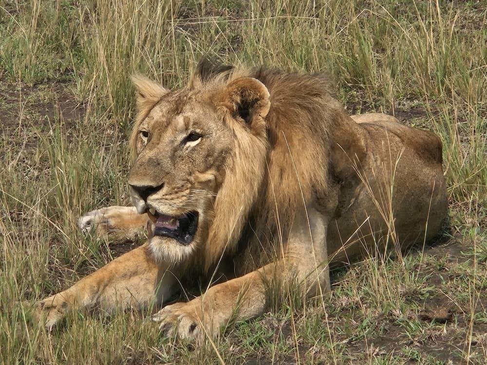 Tree-climbing lion in the Ishasha sector of Queen Elizabeth National Park.