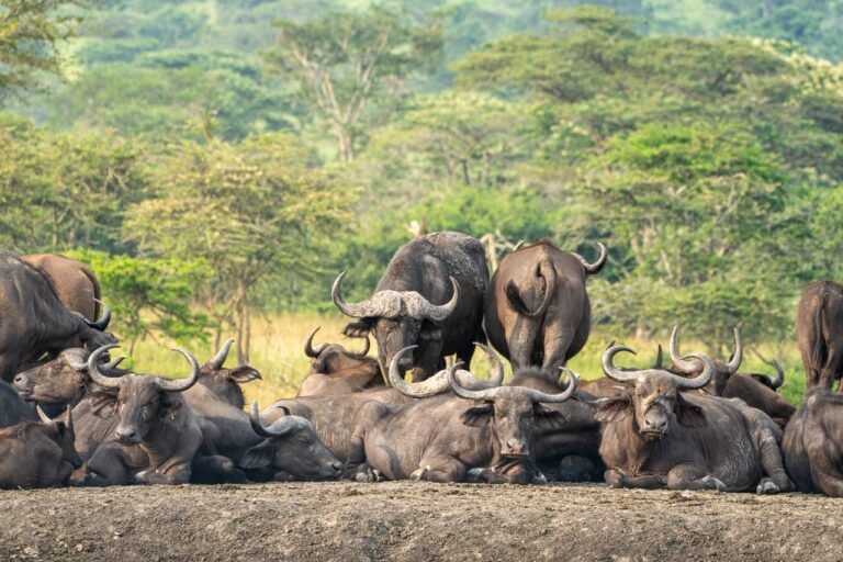 Buffaloes at Murchison falls national park
