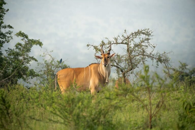 Eland at Murchison falls national park