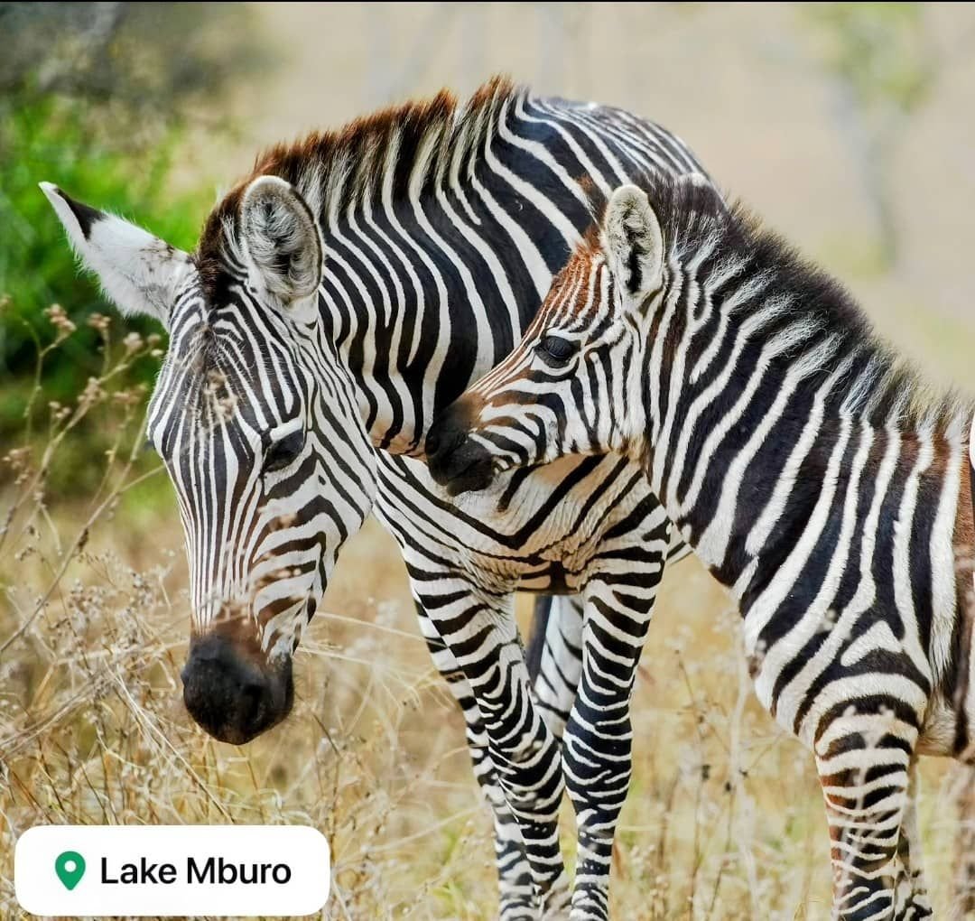 Zebras in Lake Mburo National Park, Uganda.