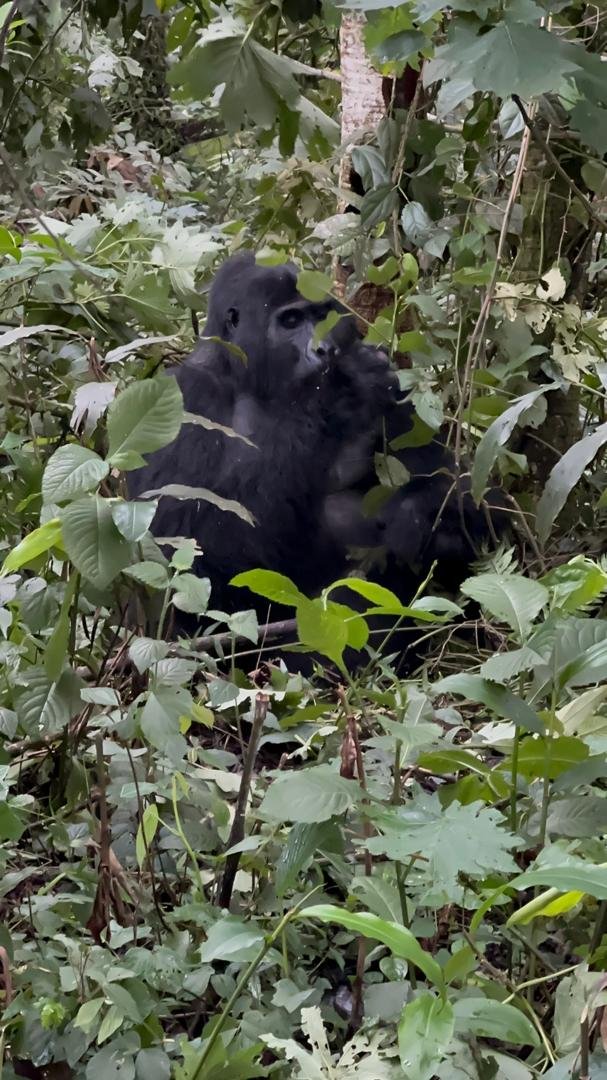 Mountain gorilla in Bwindi Impenetrable Forest, Uganda