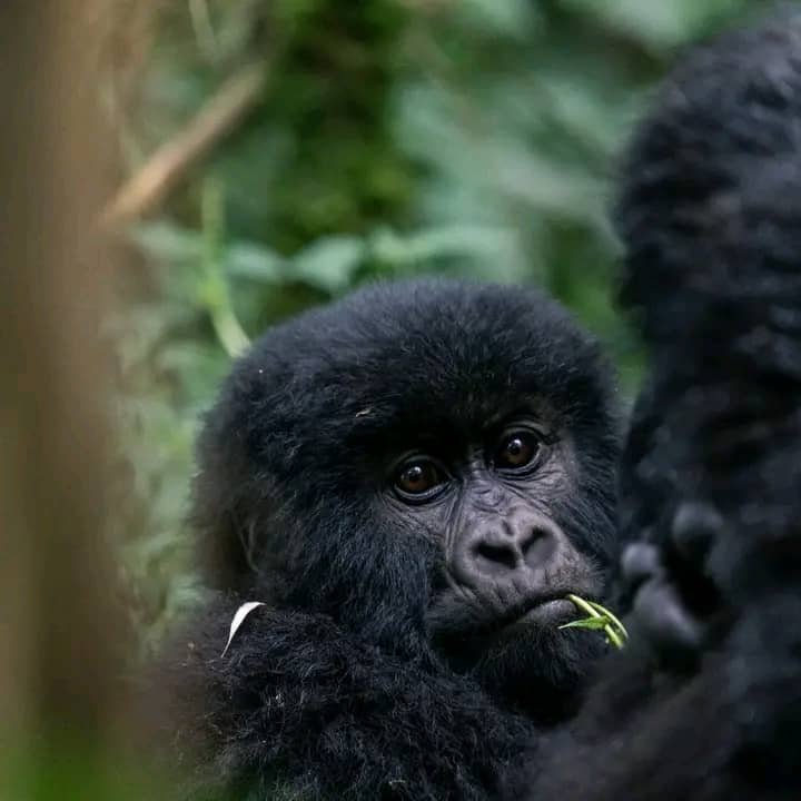 Mountain gorilla in Bwindi Impenetrable Forest