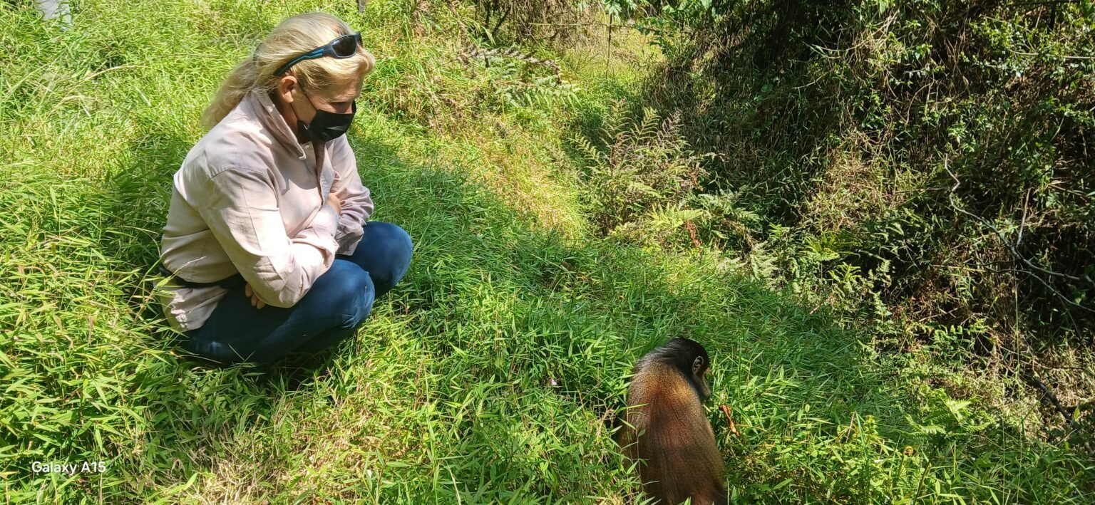 Traveller observing a golden monkey in the forest