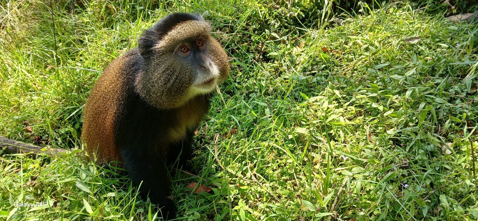 Golden monkey
