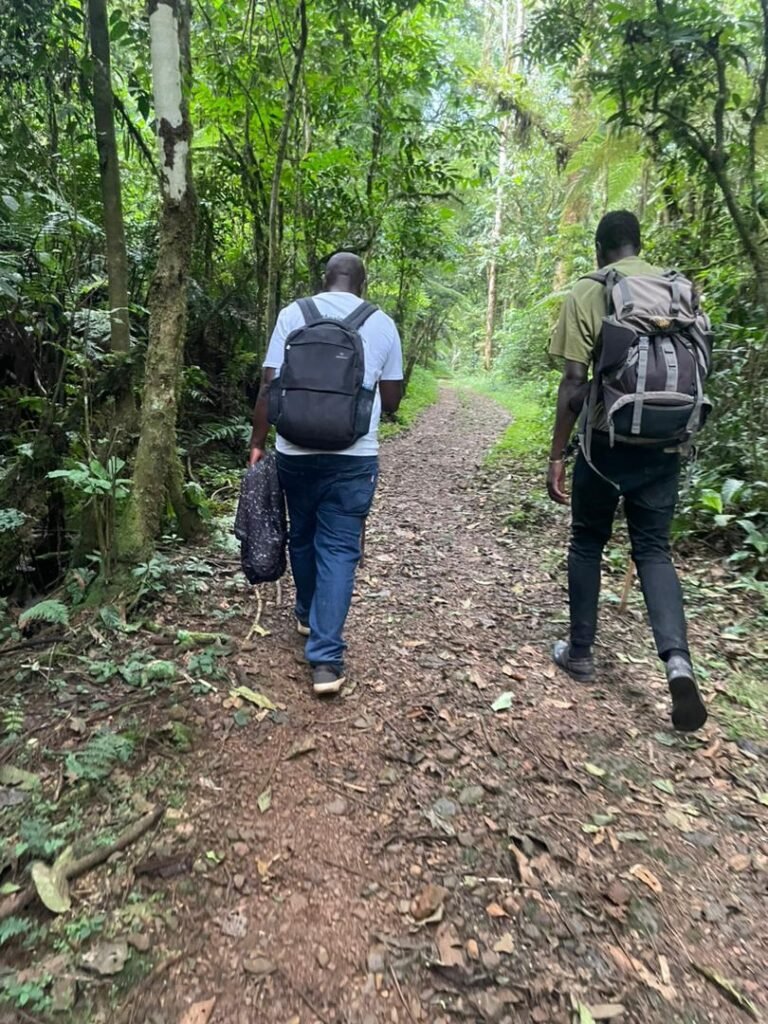 Two travellers walking a forest path