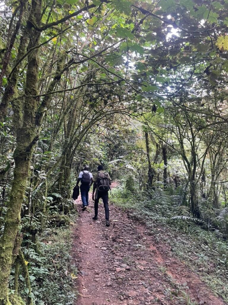 Travellers walking a red-earth forest trail