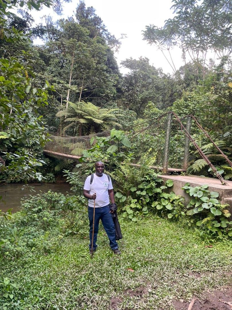 Bridge over the ivy river on the Nkuringo to Buhoma walking safari