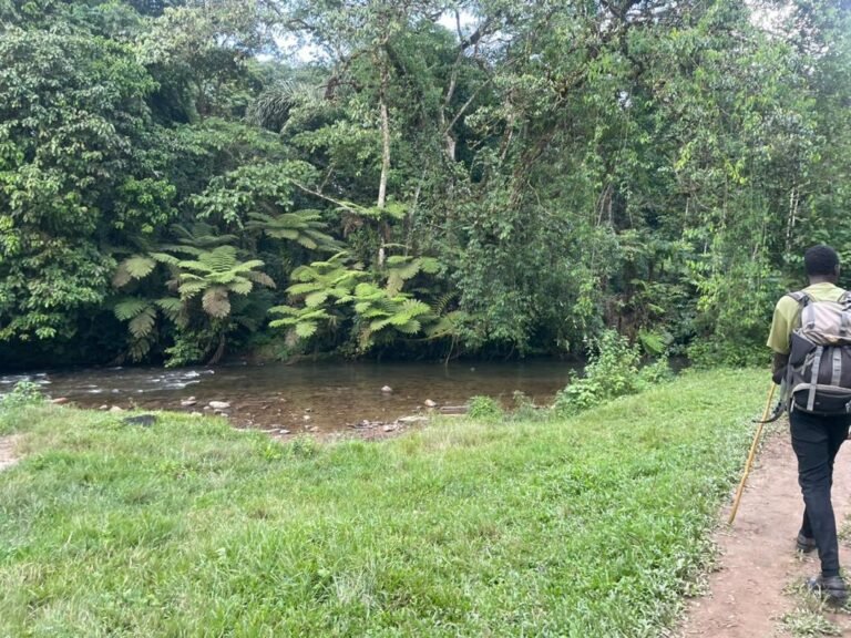 A walker on a forest path beside a river